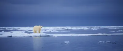 Svalbard: al Polo Nord d’estate